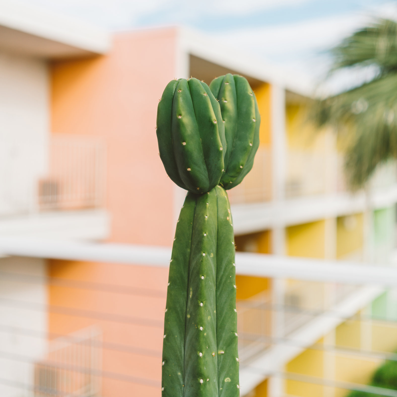 Palm Springs Cactus II by Bethany Young Photography, Black Single Picture Framed, Yes, 36" H x 36" W x 0.75" D