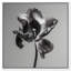 Tidal Wilt III Floral & Botanical Canvas Print by Oliver Gal, Black Frame, 12 x 12-677993334-677993614
