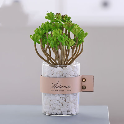 Plante grasse de 7,87 po
