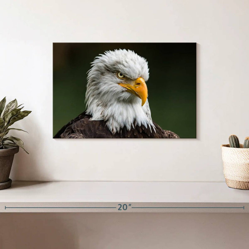 Brampt Bald Eagle Stare, 8" H x 12" W