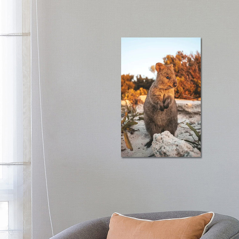 Sunset Quokka On Rottnest Island by James Vodicka - Wrapped Canvas Gallery-Wrapped Canvas Giclée, 66.04 cm H x 45.72 cm W