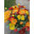 Silk Poppy Arrangement in Pot