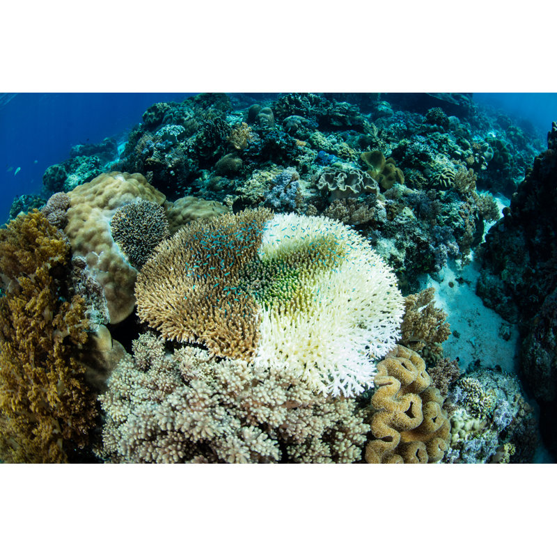 Coral Bleaching by Velvetfish - Wrapped Canvas Print, 30cm H x 46cm W