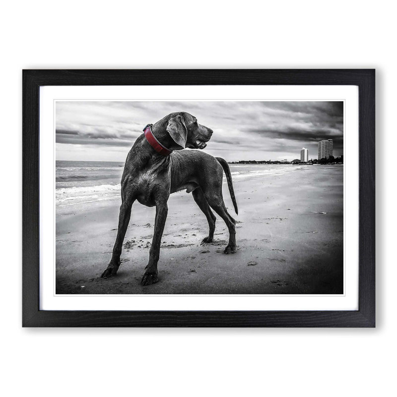 Weimaraner Dog Framed Photographic - Framed Print, Black