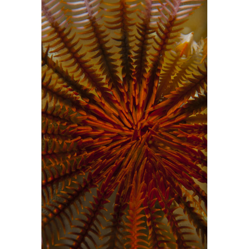 Destiny S. Raja Ampat, Indonesia by Beverly Factor - Wrapped Canvas Print, 46cm H x 30cm W