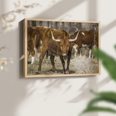 Longhorns - impression encadrée - réarmable