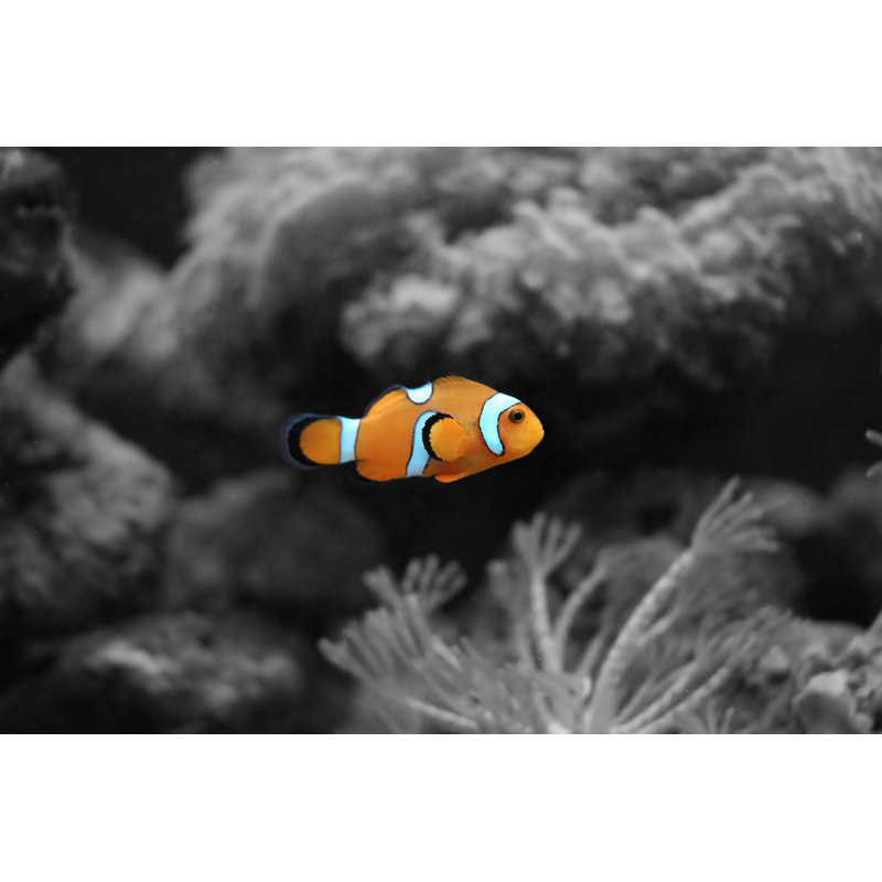 Orange Clownfish by Dhare - Wrapped Canvas Print, 81cm H x 122cm W