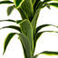 120cm Plant