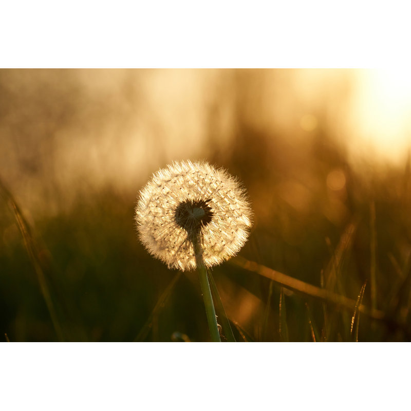 Dandelion - Photographie sur toile tendue, H 32 po x l 48 po