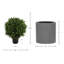 Seville Faux Boxwood Topiary in Fiberstone Planter