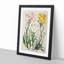 Groundsel Daisy Flowers by Sarah Featon - Picture Frame Painting Print-55609134-55609133