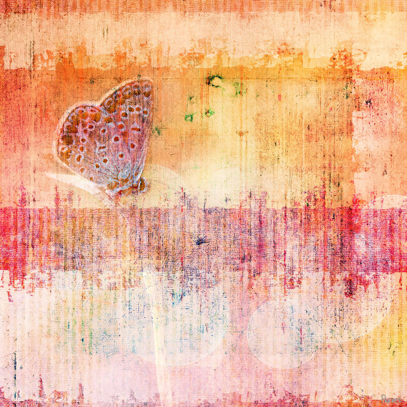 « papillon » par parvez taj,-impression sur toile tendue, H 18 po x l 18 po