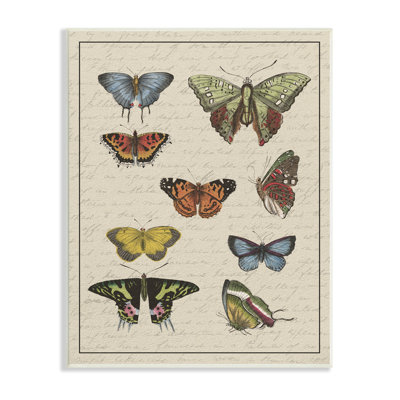 «Vintage Butterfly Study Over Mute Cursive Script», art mural surdimensionné par Daphne Polselli