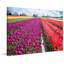 « skagit valley tulips » par sylvia cook, reproduction d’art sur toile tendue-16291152