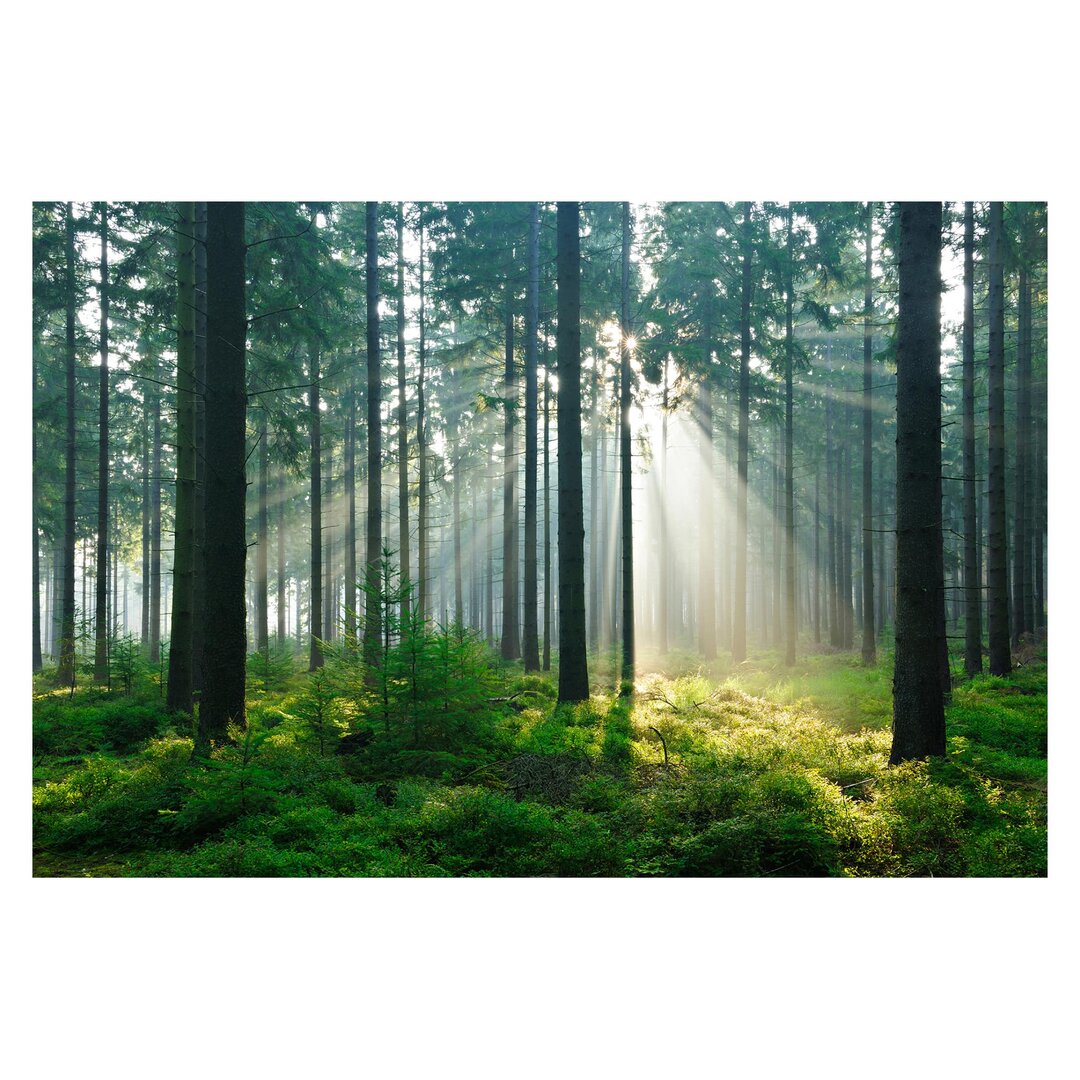 Matt Fototapete Enlightened Forest 2,25 m x 336 cm