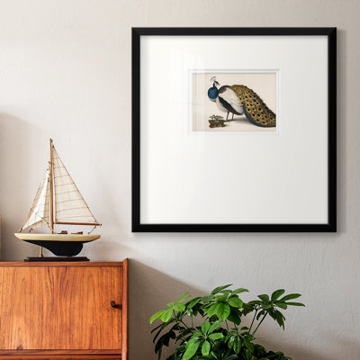 Plumage de paon encadré sur papier
