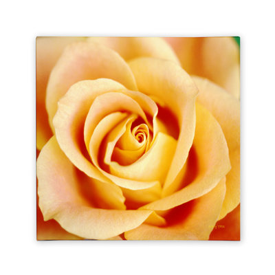 " Antique Rose " by Kathy Yates