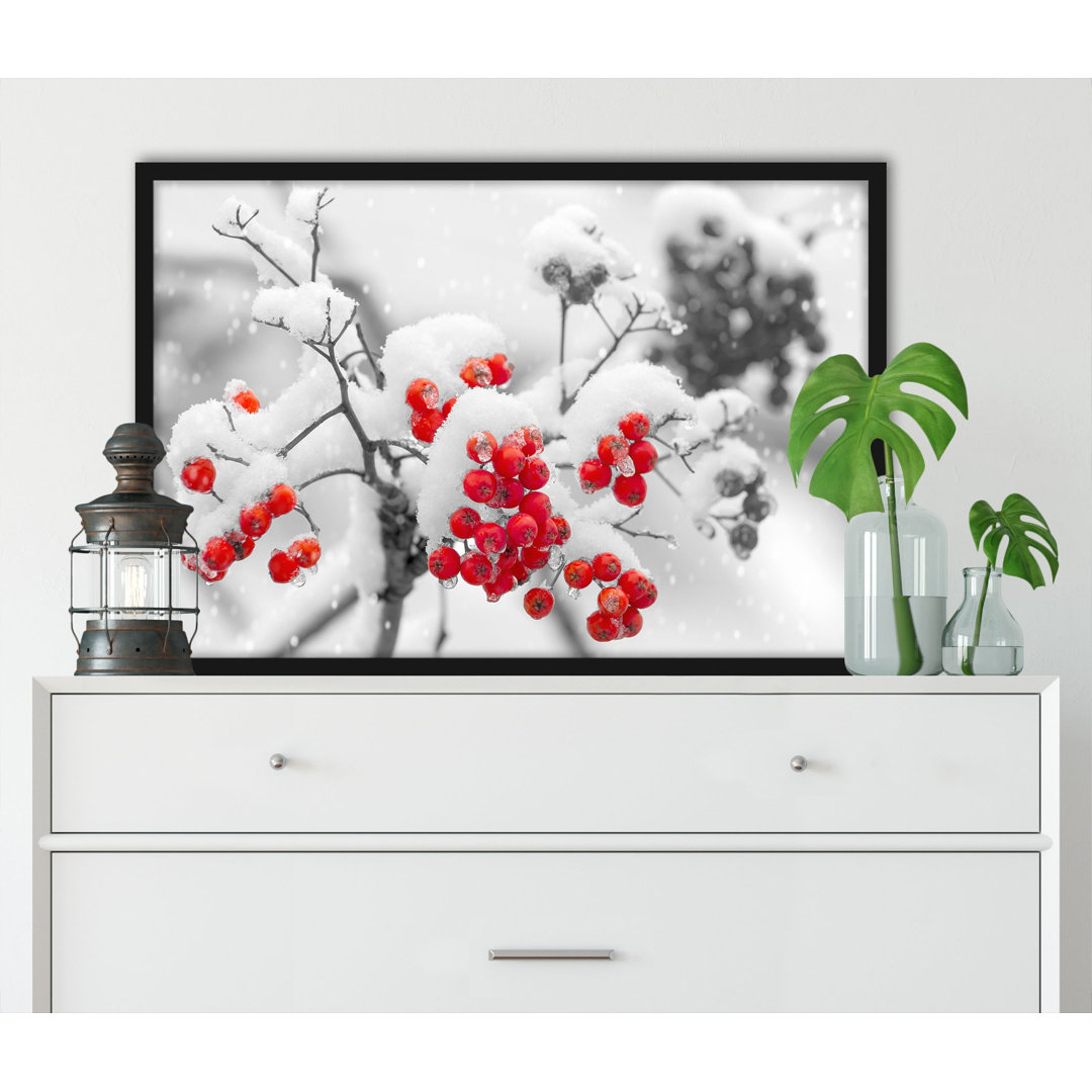 Gerahmtes Poster Rote Vogelbeeren im Winter