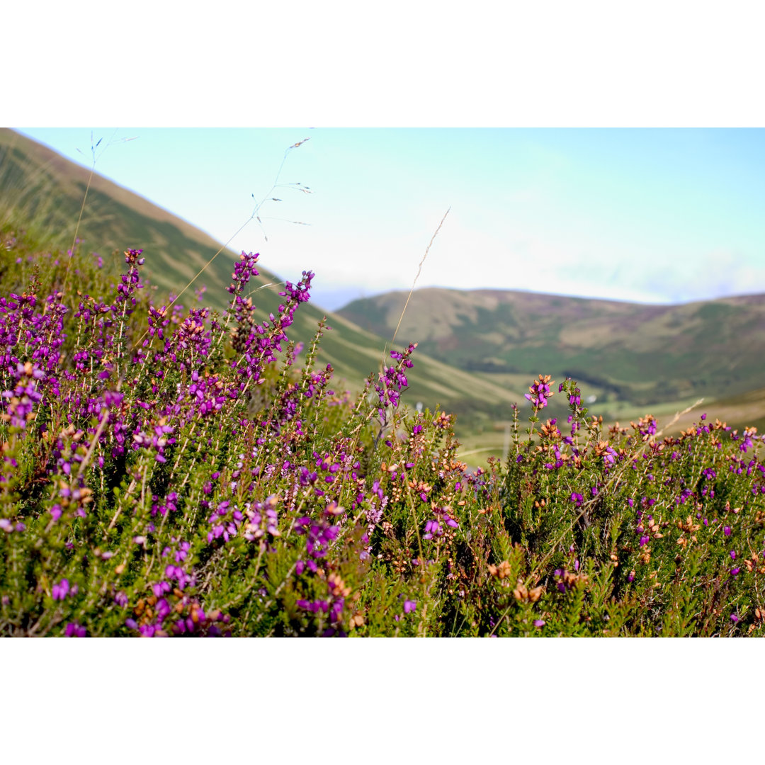 Heather On The Hill von GrahamChappell - Kunstdrucke auf Leinwand