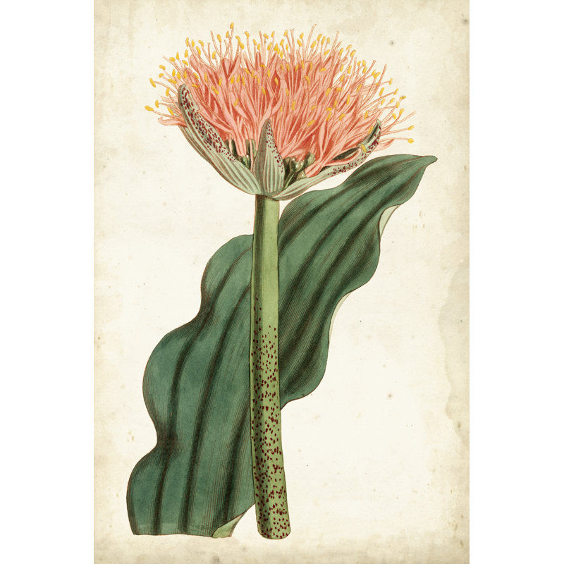 Tangerine Floral III by Curtis - Wrapped Canvas Painting, 122 cm H x 81 cm W, Wrapped Canvas