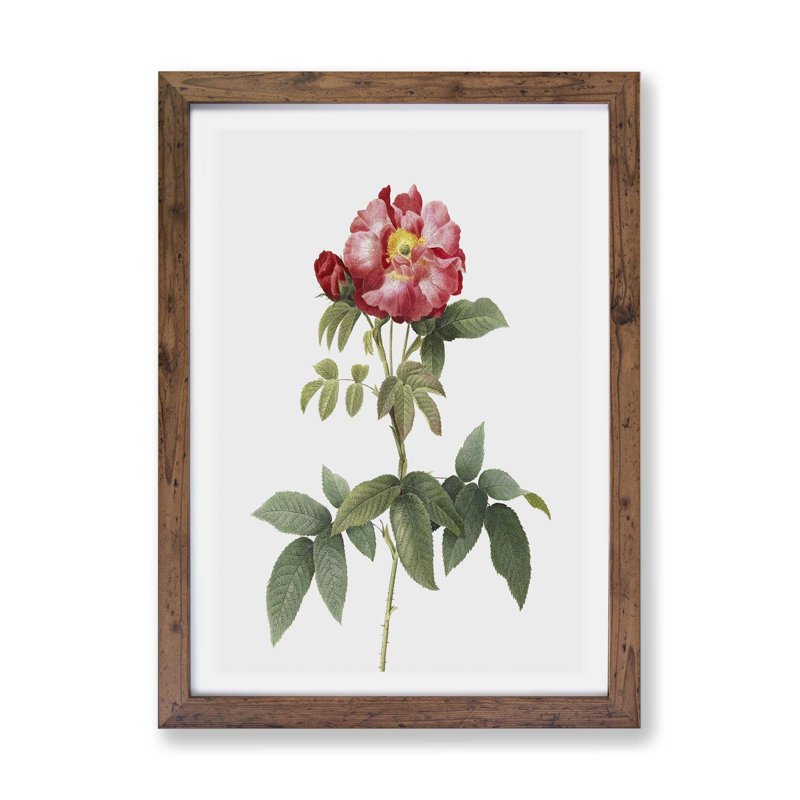 Provins Rose In Pink by Pierre-Joseph Redoute - Single Picture Frame Painting, Walnut, 45cm H x 63cm W x 2cm D