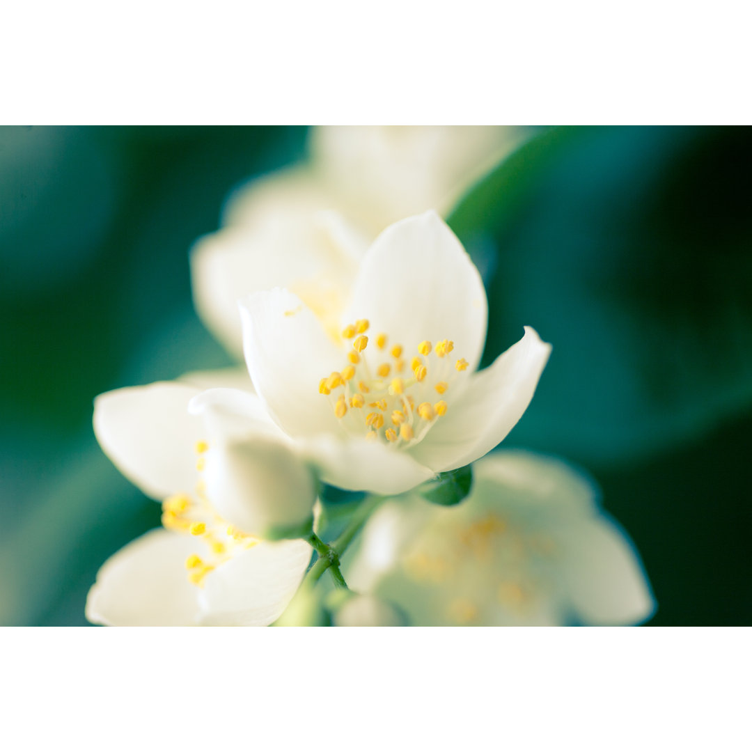 Jasmine Flower by Jeja - Druck