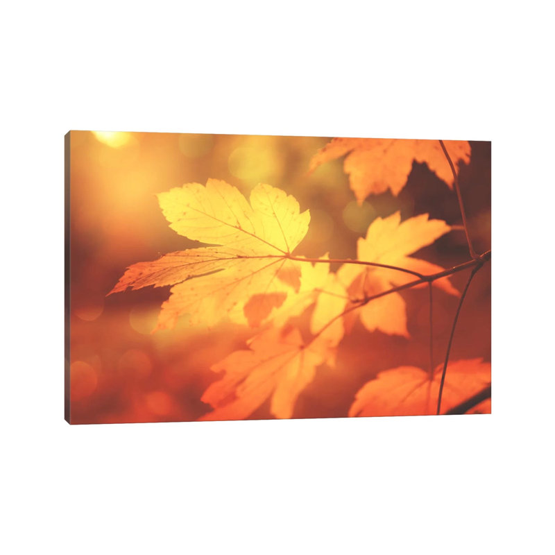 Autumn Leaves Have Arrived by Philippe Sainte-Laudy - Print on Canvas, 66.04 cm H x 45.72 cm W x 1.91 cm D, Wrapped Canvas