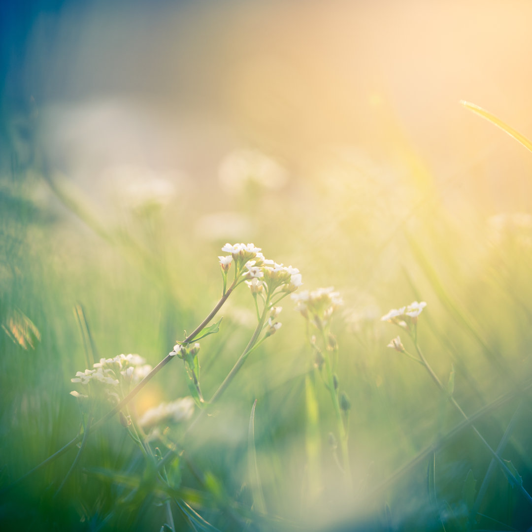 Blume im Morgenlicht von Jeja - Leinwandbild