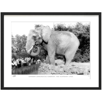 London Zoological Gardens, The Elephant C1965 by Francis Frith - Single Picture Frame Print