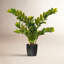 Buisson artificiel zamifolia zen vert en pot-20583942