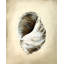Seashells III Print by Sydney Edmunds-26706261-26706269