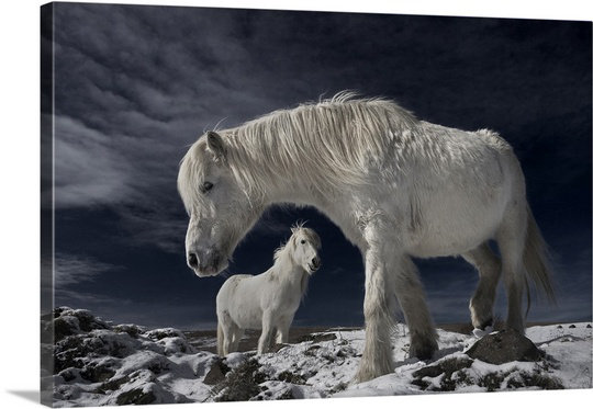 Partners by Bragi Ingibergsson Photographic Print on Canvas, 16" H x 24" W x 1.25" D
