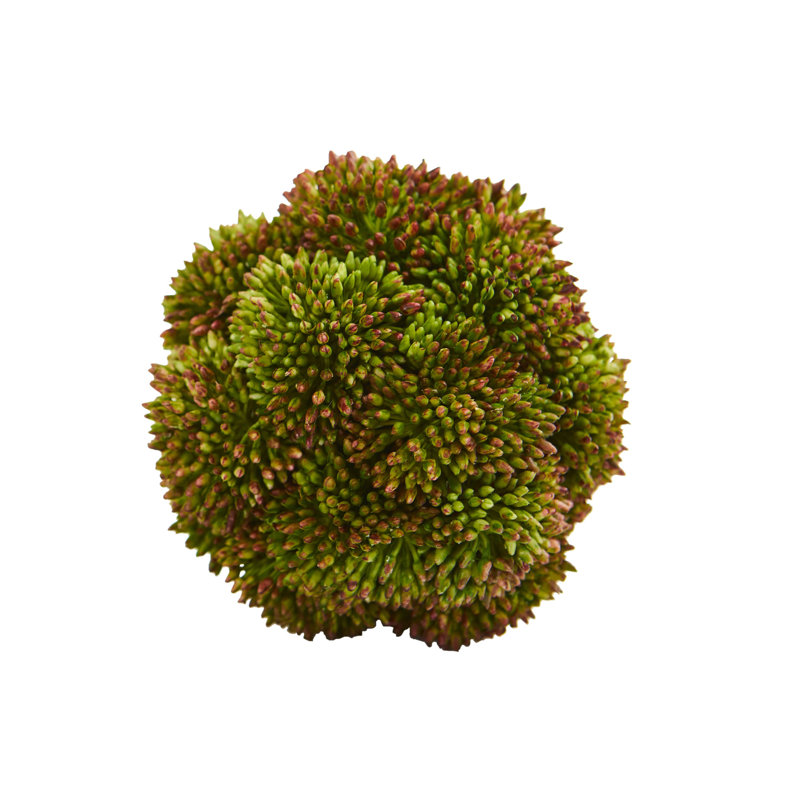 Topiaire succulent de bureau sedum sphères