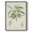 Antique Ammond Botanical III, reproduction encadrée - bois massif-1395371337
