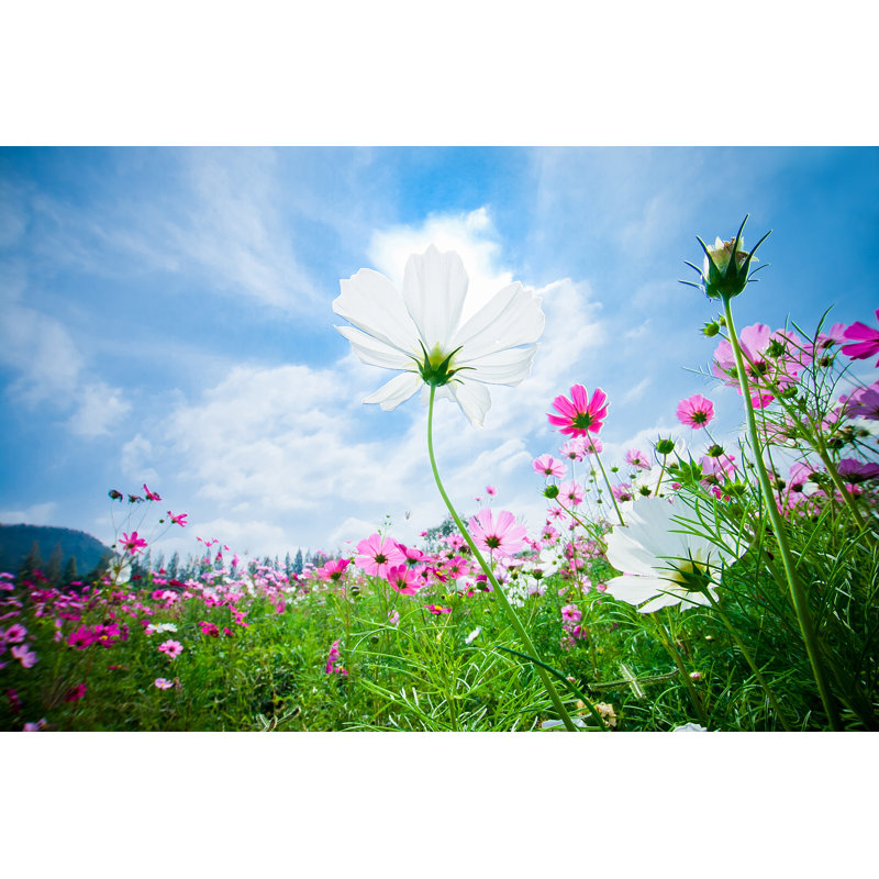 Flower Garden by Kuraoroom - Wrapped Canvas Print, 61cm H x 91cm W