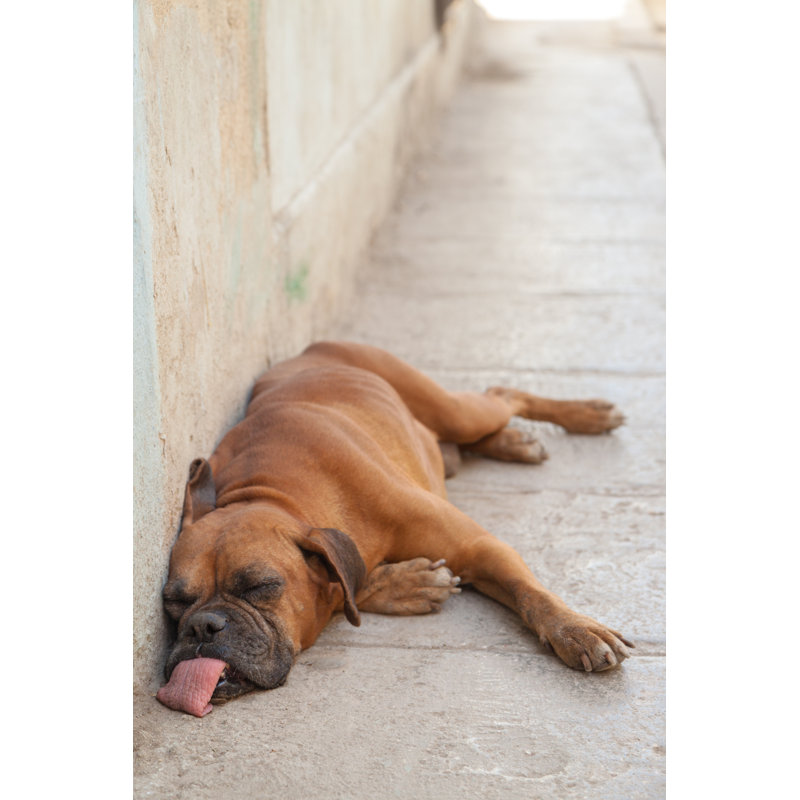Chien dormant - Photographie sur toile tendue, L 12 po x H 18 po