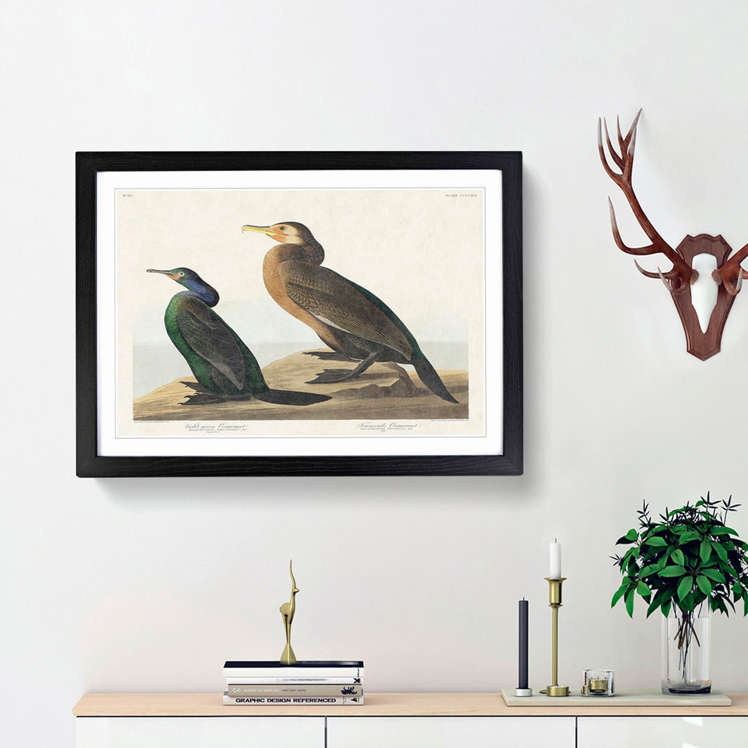 Cormorant Birds by John James Audubon - Picture Frame Painting Print