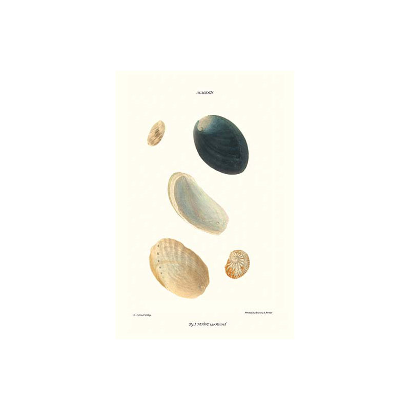 Coquillages abalone-impression d’art graphique, H 36 po x l 24 po x P 1,5 po