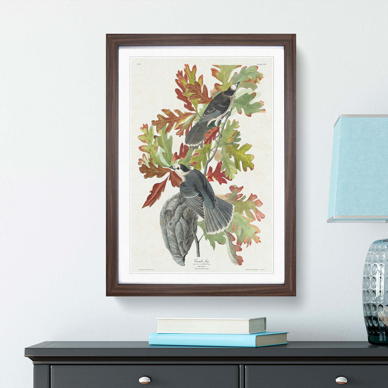 Canada Jay Birds by John Audubon - Picture Frame Painting Print, 65cm H x 48cm W x 2cm D, Walnut Framed