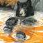 Cool Bear 1 Piece Wrapped Canvas Painting-17852019