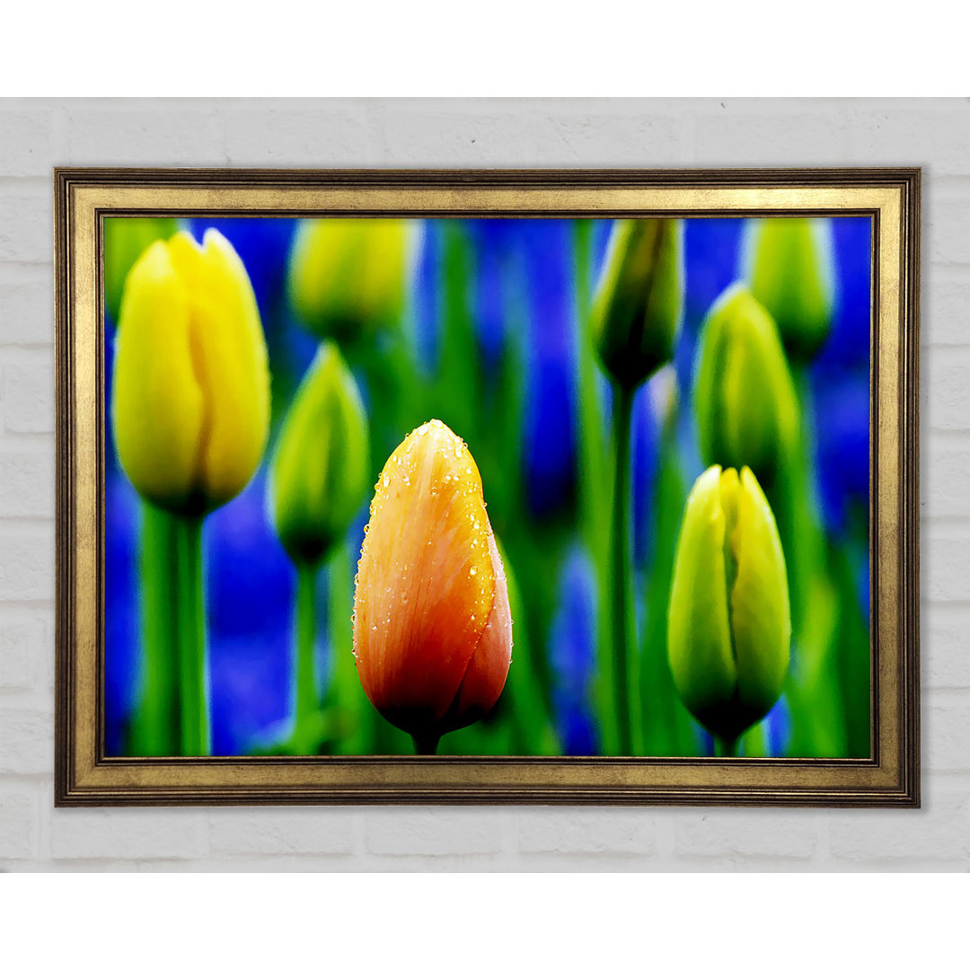 Gelbe Tulpen in einem blauen Feld Gerahmter Druck