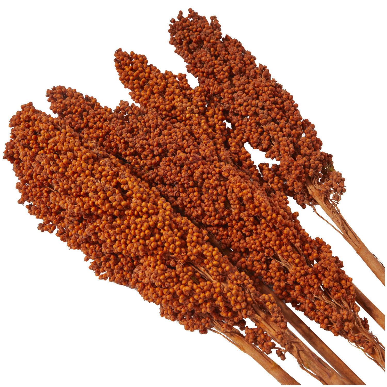 Clerkin Botanical Stems, Orange