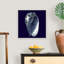 « Indigo shells V » par vision studio-impression-567973475-567973457
