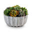 Madison Pleated Ceramic Succulent Arrangement