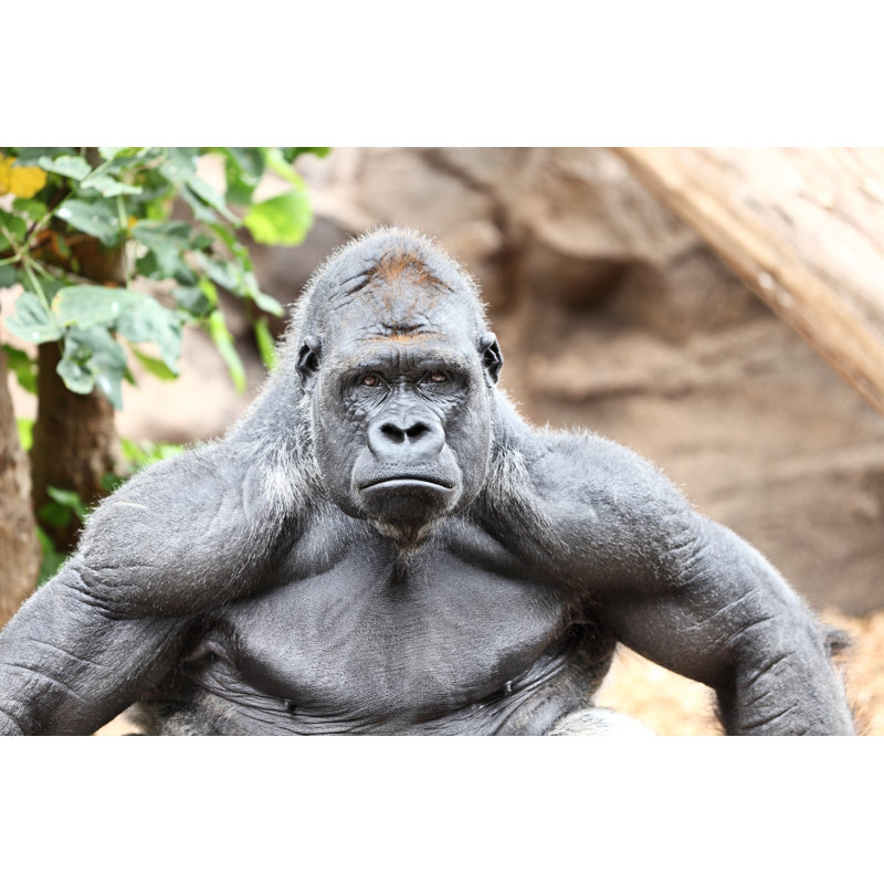 Silverback Gorilla - Wrapped Canvas Print, 51cm H x 76cm W x 3.8cm D