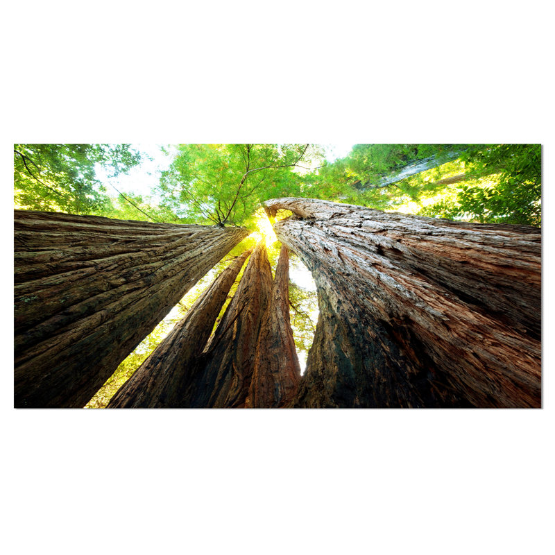 «Sequoia Tree» par Designart - reproduction de photo sur toile, H 20 po x l 40 po