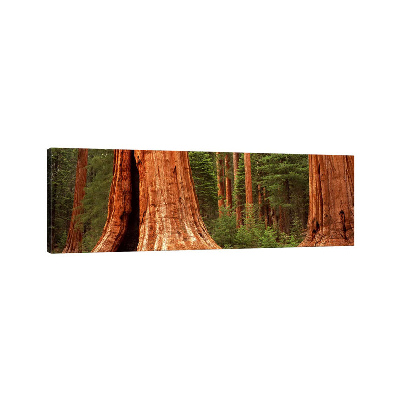 Giant Sequoia Trees in a Forest, California, USA 1 Piece Wrapped Canvas Panoramic Wall Art, 182.88 cm H x 60.96 cm W