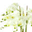 Phalaenopsis Floral Arrangement