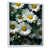 Cadre flottant blanc