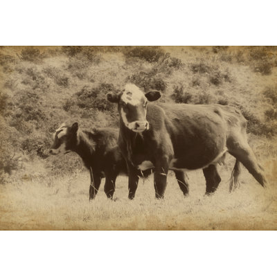 Lonestar Cows II - Wrapped Canvas Print